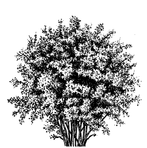 Corylus avellana bearing draw