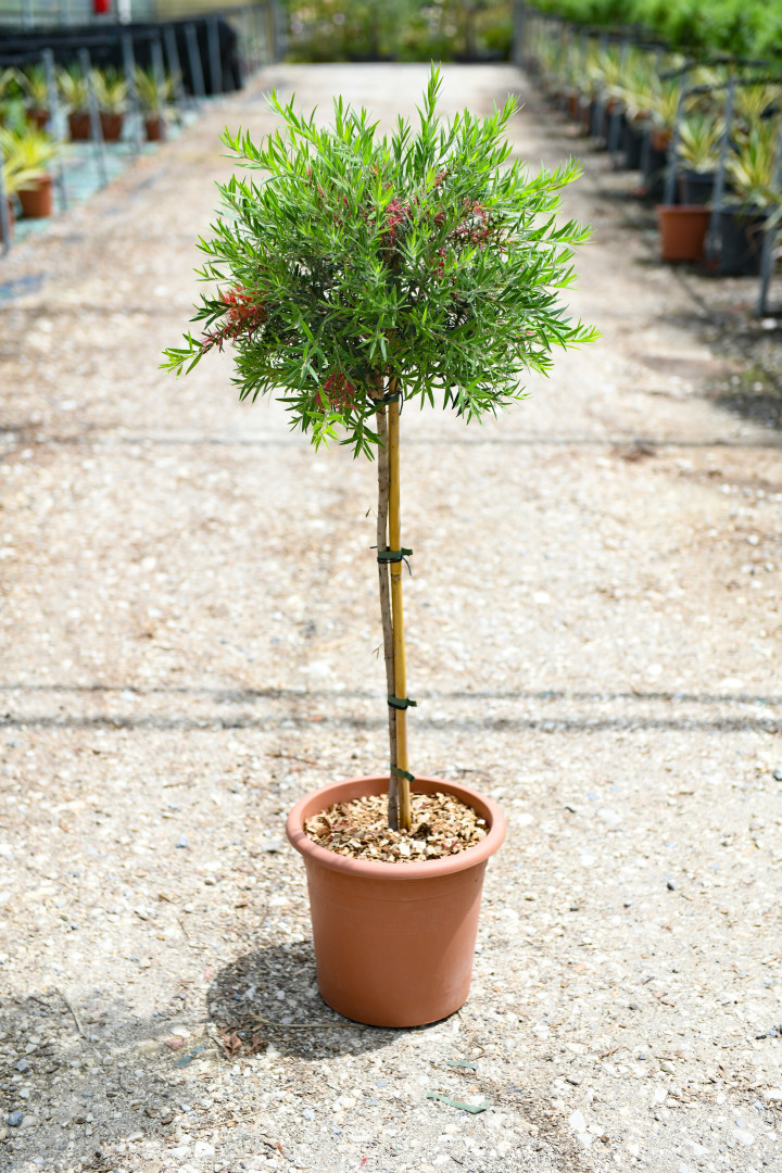Callistemon masotti ‘Mini Red’® - Image 4