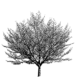 Styrax japonicus bearing draw