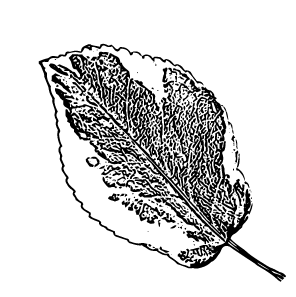Euonymus fortunei ‘Micaela’ leaf draw