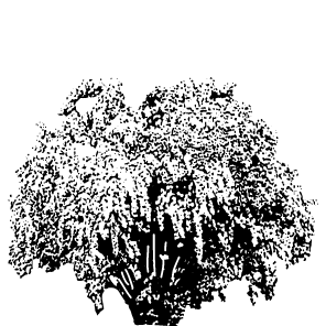 Spiraea x vanhouttei bearing draw