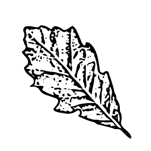 Quercus bicolor leaf draw